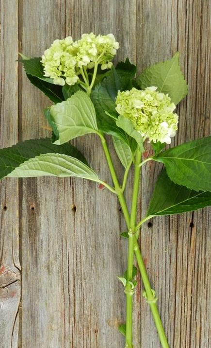 MINI  GREEN HYDRANGEAS